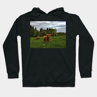 Scottish Highland Cattle Cow 2400 Hoodie